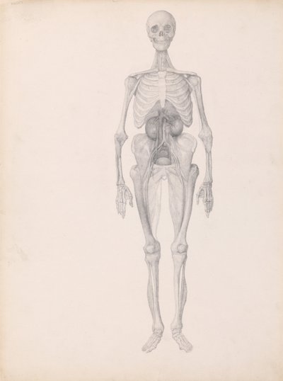 Exposición anatómica comparativa de la estructura del cuerpo humano con la de un tigre y un co... de George Stubbs